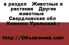  в раздел : Животные и растения » Другие животные . Свердловская обл.,Каменск-Уральский г.